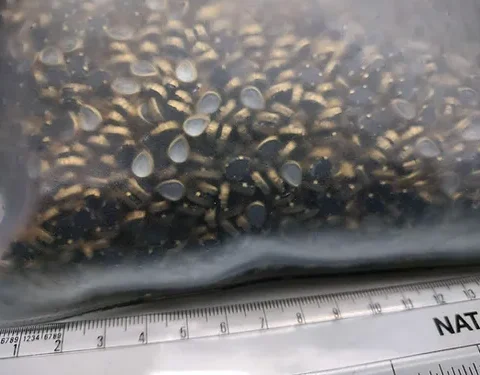 Thilagam shape white Kundan stones (4*6mm)